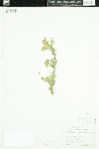Image of Picrothamnus desertorum