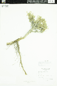 Picrothamnus desertorum image