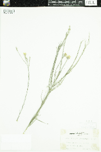 Pityopsis graminifolia image