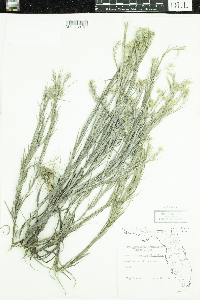 Pityopsis graminifolia image