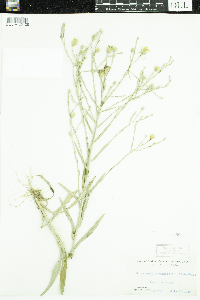 Pityopsis graminifolia image