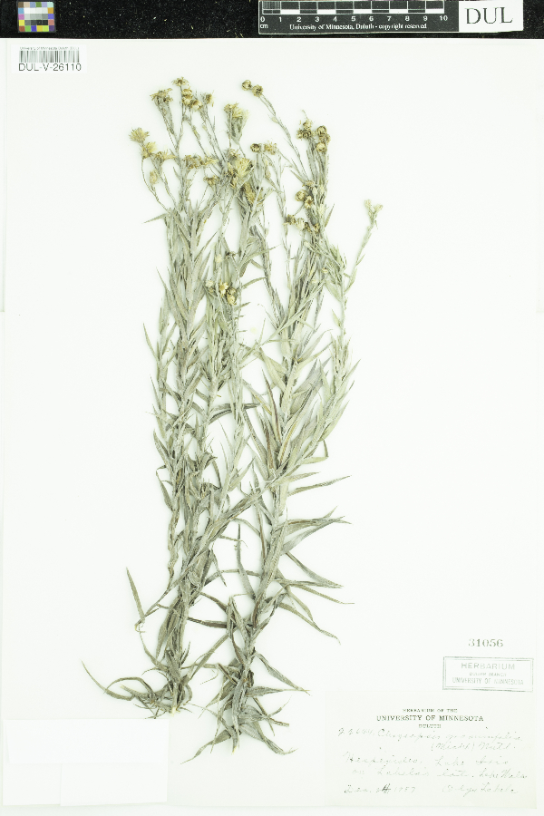 Pityopsis graminifolia image