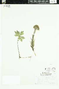 Petasites frigidus var. palmatus image