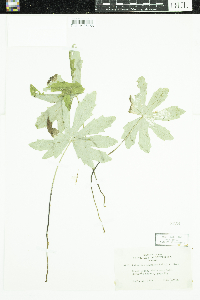 Petasites frigidus var. palmatus image