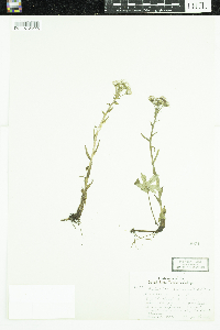 Petasites frigidus var. palmatus image