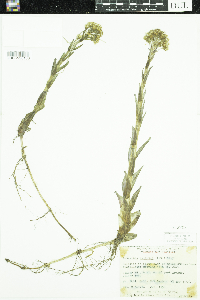 Petasites frigidus var. palmatus image
