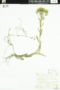 Petasites frigidus image