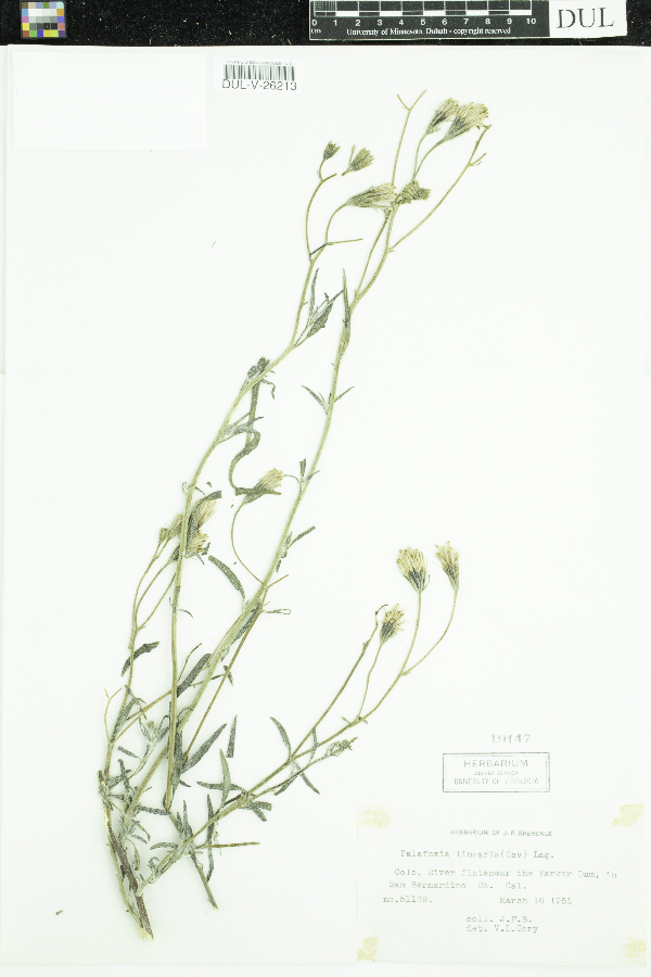 Palafoxia linearis image