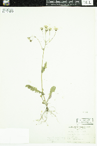 Image of Packera obovata