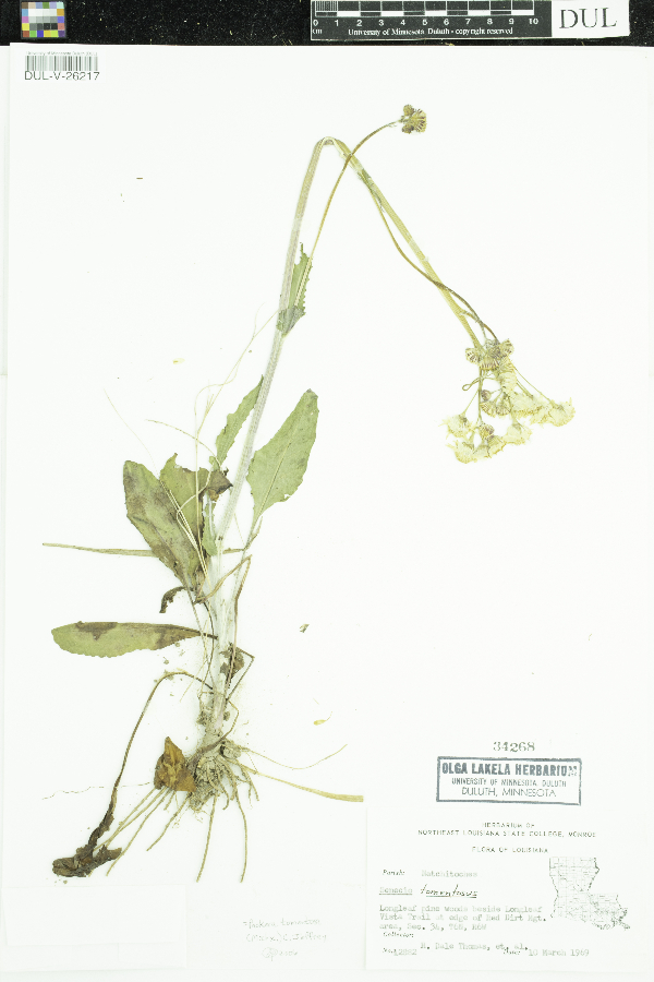 Packera tomentosa image