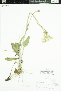 Image of Packera tomentosa