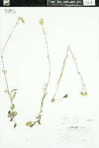 Image of Senecio balsamitae