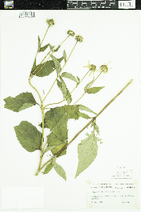 Helianthus tuberosus image