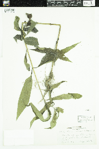 Helianthus tuberosus image