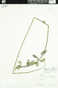 Image of Helianthus radula