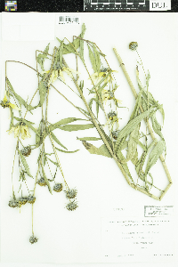 Helianthus maximiliani image