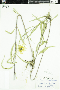 Helianthus maximiliani image