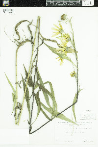 Helianthus maximiliani image