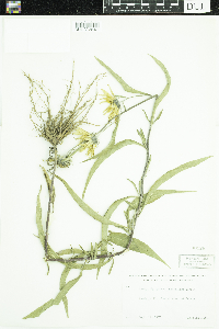 Helianthus maximiliani image