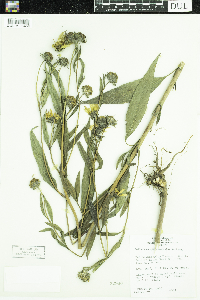 Helianthus grosseserratus image