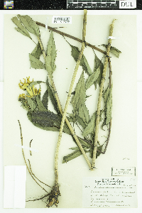 Helianthus grosseserratus image