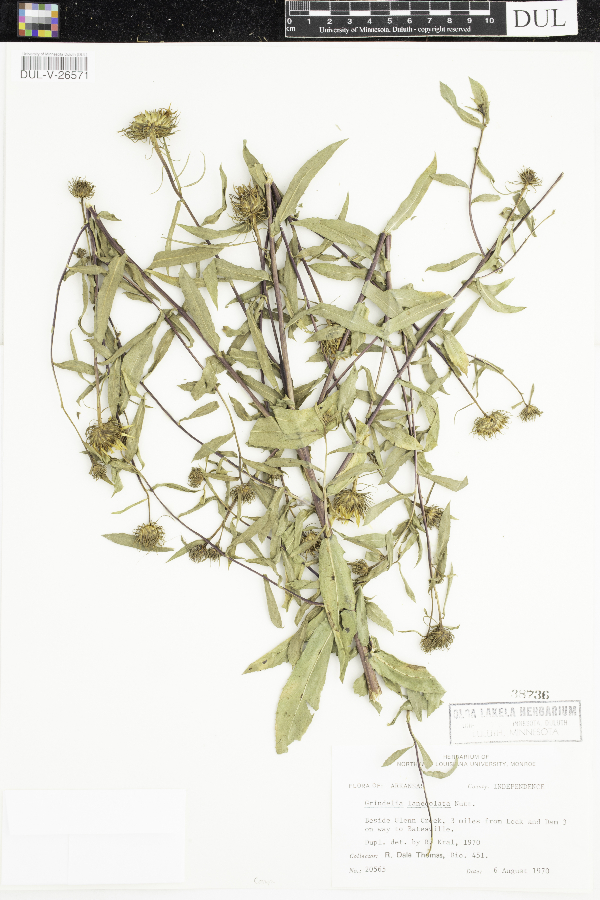 Grindelia lanceolata image