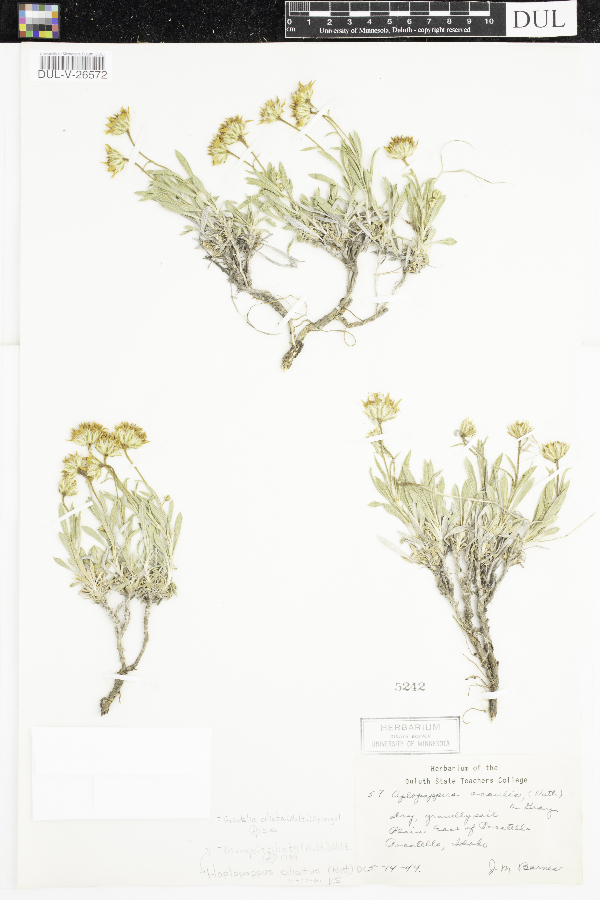 Grindelia ciliata image