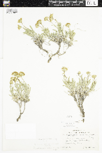 Image of Grindelia ciliata