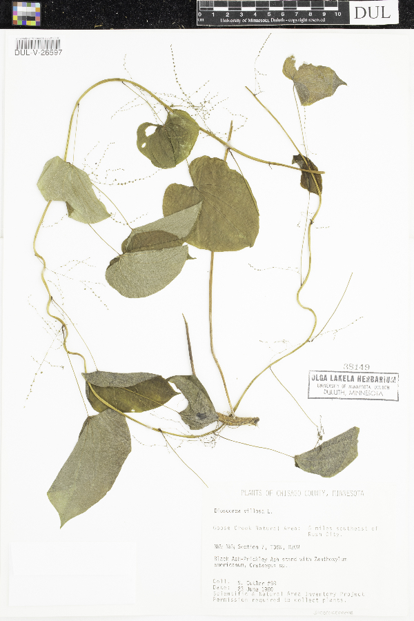 Dioscorea villosa image