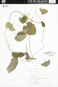 Dioscorea villosa image