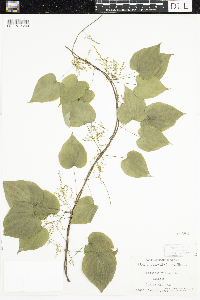 Dioscorea villosa image