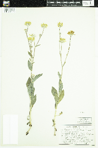 Geraea canescens image