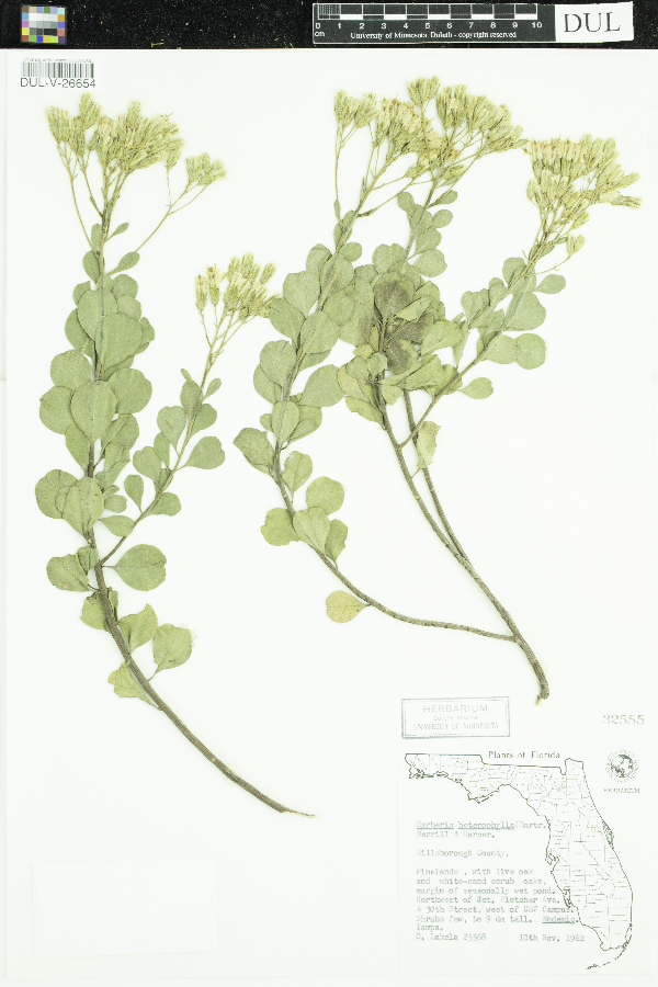 Garberia heterophylla image