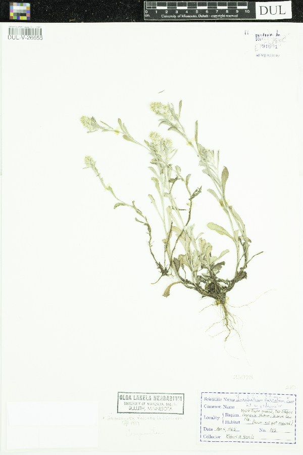 Gamochaeta falcata image