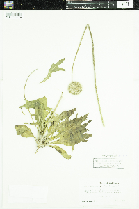 Image of Gaillardia suavis