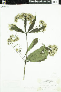 Eutrochium fistulosum image