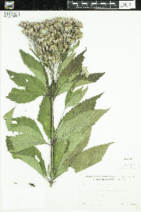 Eutrochium maculatum image