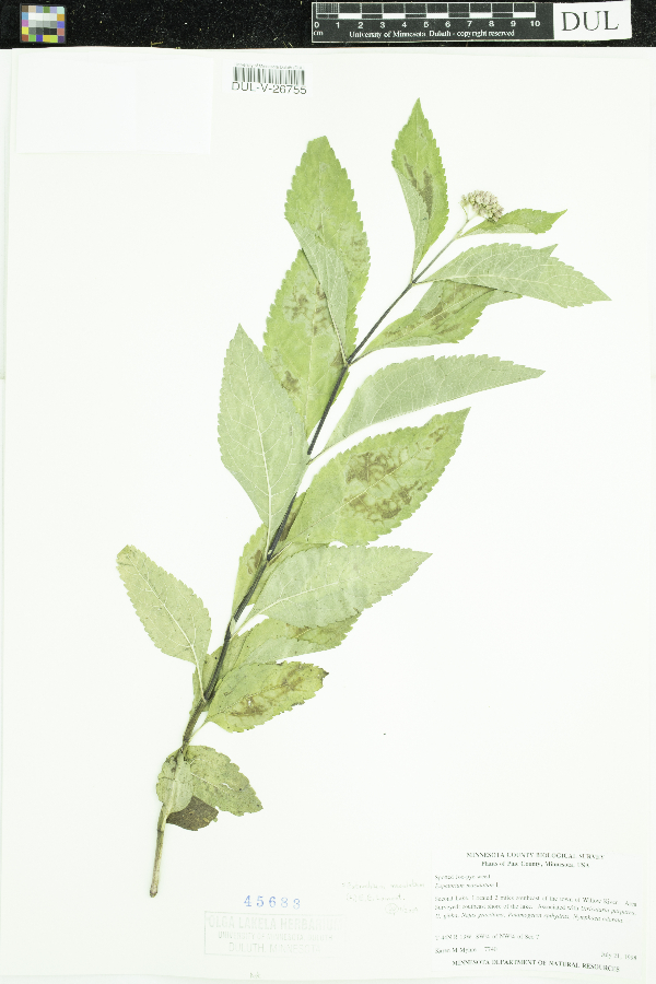 Eutrochium maculatum image