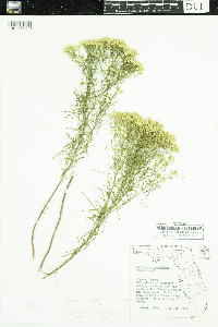 Image of Euthamia caroliniana