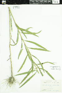 Euthamia graminifolia image