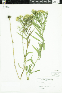 Euthamia graminifolia image