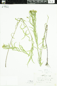 Euthamia graminifolia image