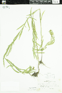 Euthamia graminifolia image