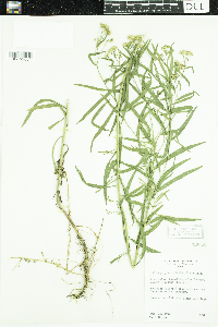 Euthamia graminifolia image