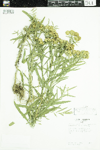 Euthamia graminifolia image