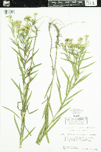 Euthamia graminifolia image