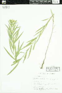 Euthamia graminifolia image