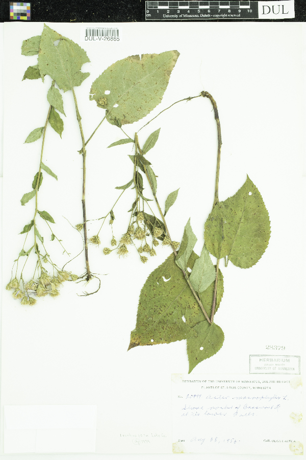 Eurybia macrophylla image