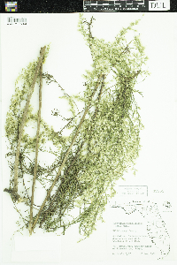 Image of Eupatorium capillifolium