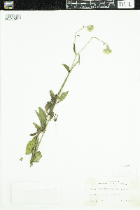 Image of Eupatorium leucolepis
